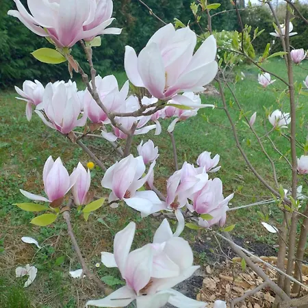 아파트 Magnolia Cieszyno
