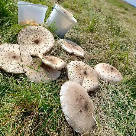 Magnolia 아파트 Cieszyno