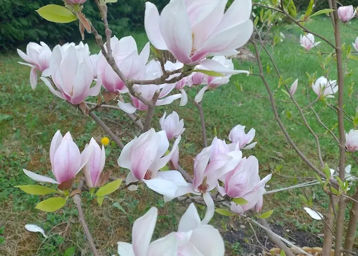 Apartament Magnolia Cieszyno