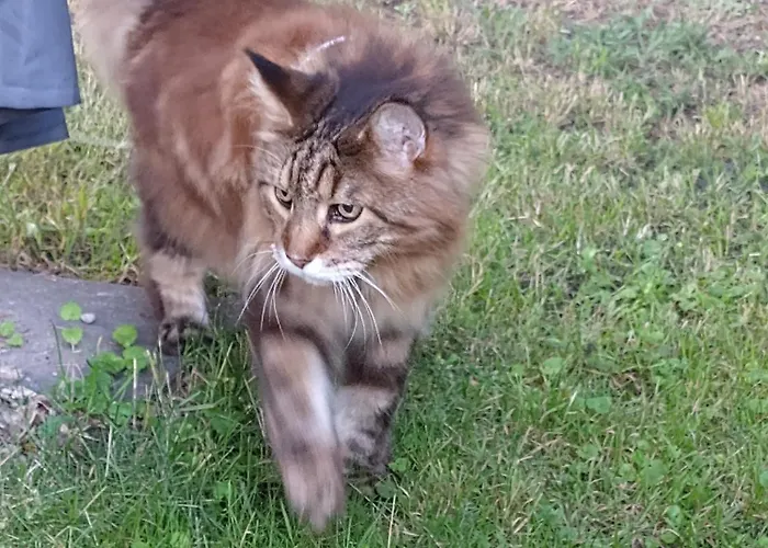 Apartament Magnolia *