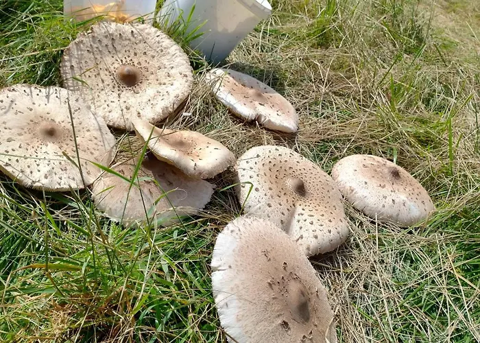 Magnolia Apartament Cieszyno