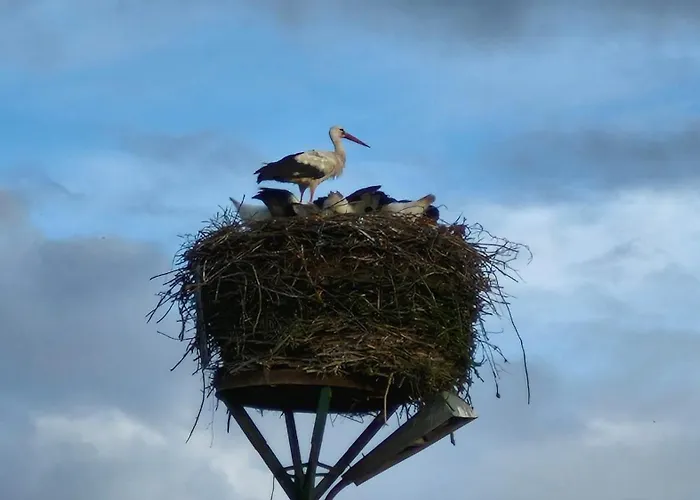 Apartament Magnolia *